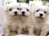Muhteşem Maltese Terri̇er Sifir Numara