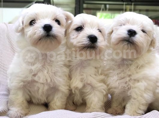 Muhteşem Maltese Terri̇er Sifir Numara görsel