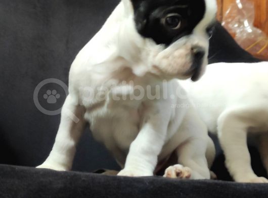 French Bulldog Üst Kali̇te Bebekler görsel