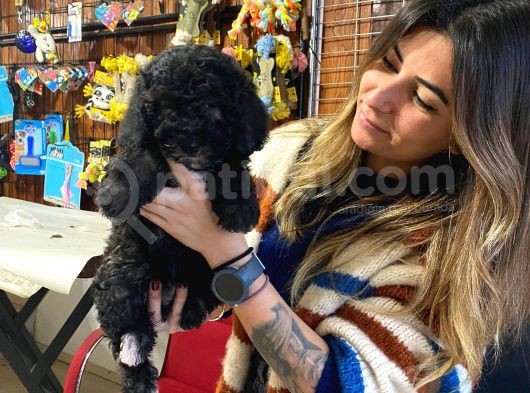Silver Ve Black Tan Toy Poodle Bebekleri̇mi̇z görsel