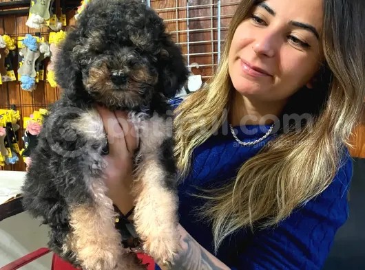 Silver Ve Black Tan Toy Poodle Bebekleri̇mi̇z görsel