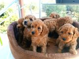 Güzeller Güzeli̇ Poodle Yavrulari