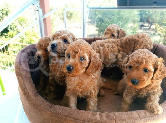 Güzeller Güzeli̇ Poodle Yavrulari
