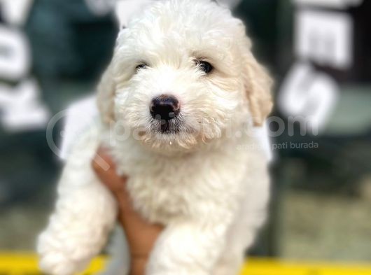Güzeller Güzeli̇ Malti̇poo Yavrulari