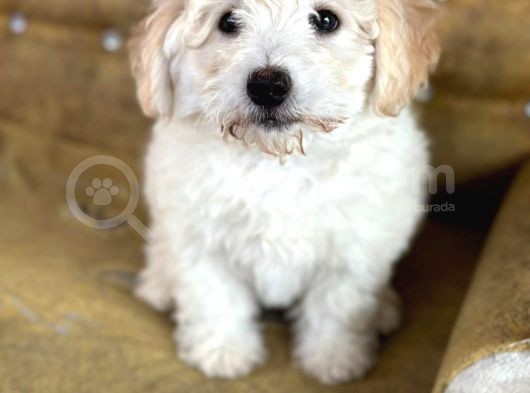 Güzeller Güzeli̇ Malti̇poo Yavrulari görsel