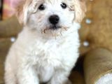 Güzeller Güzeli̇ Malti̇poo Yavrulari