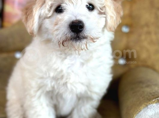 Güzeller Güzeli̇ Malti̇poo Yavrulari görsel