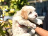 Güzeller Güzeli̇ Malti̇poo Yavrulari