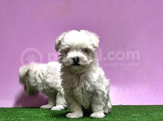 Maltese Terri̇er Yavrusu görsel