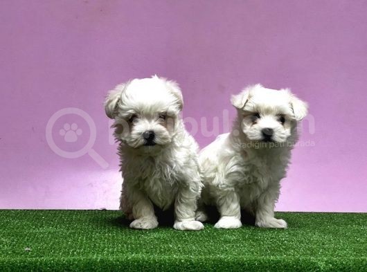 Maltese Terri̇er Yavrusu görsel