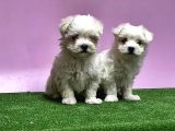Maltese Terri̇er Yavrusu