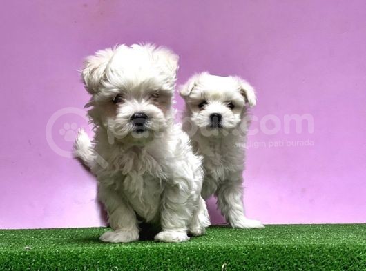 Maltese Terri̇er Yavrusu görsel
