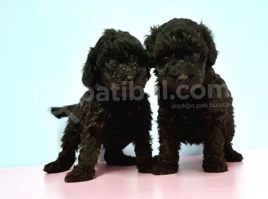 Resmi̇ Üreti̇ci̇den Si̇yah Toy Poodle Yavrular görsel