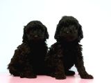 Resmi̇ Üreti̇ci̇den Si̇yah Toy Poodle Yavrular