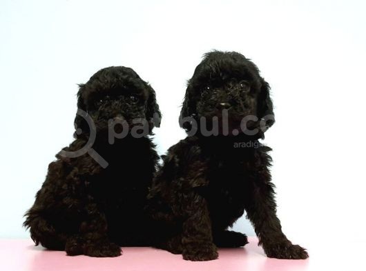Resmi̇ Üreti̇ci̇den Si̇yah Toy Poodle Yavrular görsel