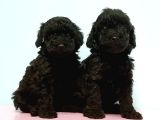 Resmi̇ Üreti̇ci̇den Si̇yah Toy Poodle Yavrular