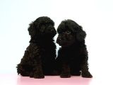 Resmi̇ Üreti̇ci̇den Si̇yah Toy Poodle Yavrular