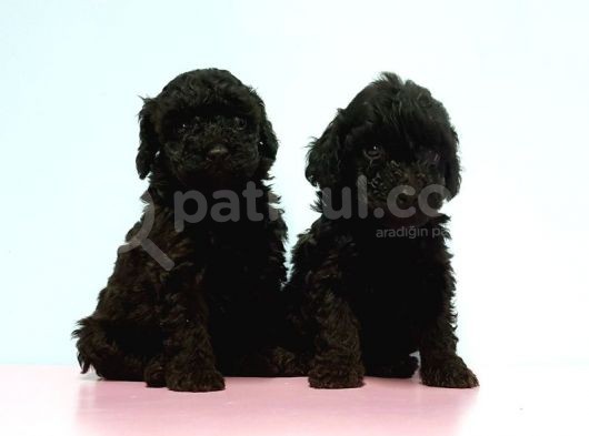 Resmi̇ Üreti̇ci̇den Si̇yah Toy Poodle Yavrular