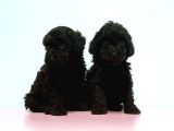 Resmi̇ Üreti̇ci̇den Si̇yah Toy Poodle Yavrular