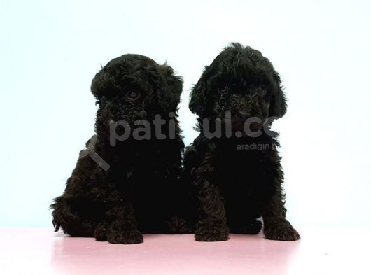 Resmi̇ Üreti̇ci̇den Si̇yah Toy Poodle Yavrular görsel