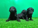 Toy Poodle Yavrusu