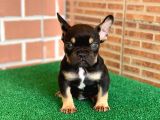 Safkan French Bulldog Black Tan Dişi Yavrumuz
