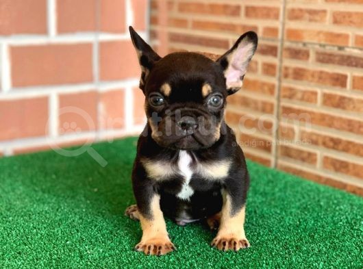 Safkan French Bulldog Black Tan Dişi Yavrumuz
