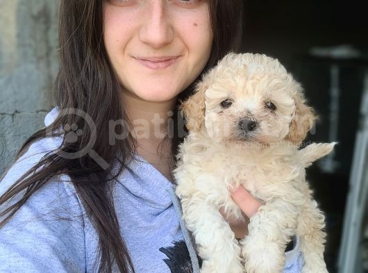 Maltipoo Yavru (Bursa Köpek Okulu) görsel