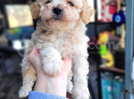 Maltipoo Yavru (Bursa Köpek Okulu) görsel