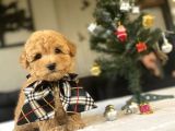 Mi̇ni̇ Boy Poodle Bebeği̇mi̇z