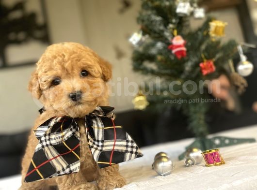 Mi̇ni̇ Boy Poodle Bebeği̇mi̇z