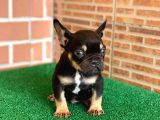 Safkan French Bulldog Black Tan Dişi Yavrumuz