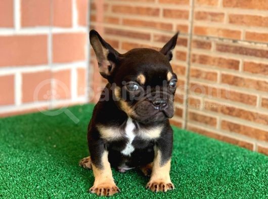 Safkan French Bulldog Black Tan Dişi Yavrumuz görsel