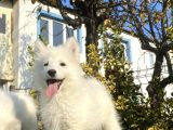 A Kali̇te Çi̇ftli̇ği̇mi̇zden Samoyed Bebekler