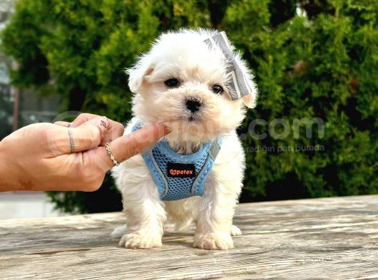 Sevimli Mini Boy Maltese Yavrular görsel