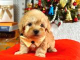 Dizayn Irk Sevimli Maltipoo Yavrular