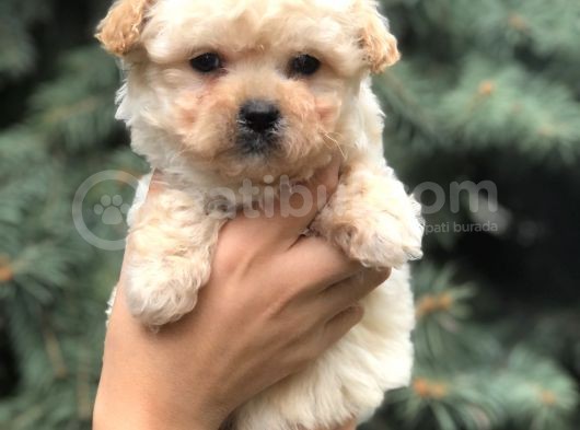 Birbirinden Güzel Maltıpoo Yavrular görsel