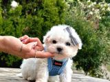 Sevimli Mini Boy Maltese Yavrular