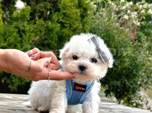 Sevimli Mini Boy Maltese Yavrular görsel