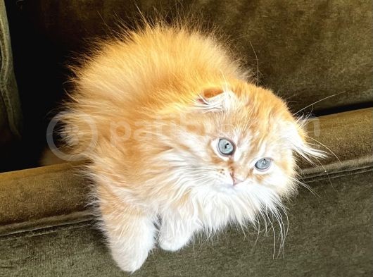 Kendi Yavrularımız Scottish Fold Longhair görsel