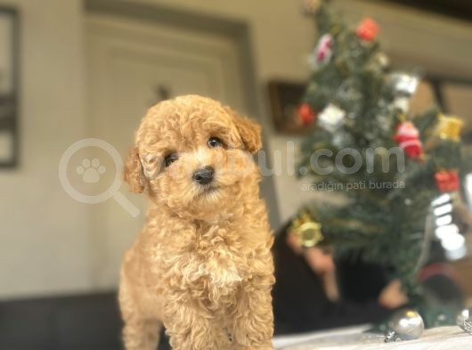 Mi̇ni̇ Boy Poodle Bebeği̇mi̇z görsel