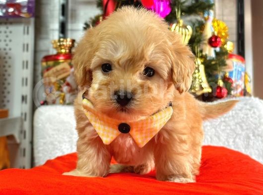 Dizayn Irk Sevimli Maltipoo Yavrular görsel