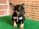 Safkan French Bulldog Black Tan Dişi Yavrumuz