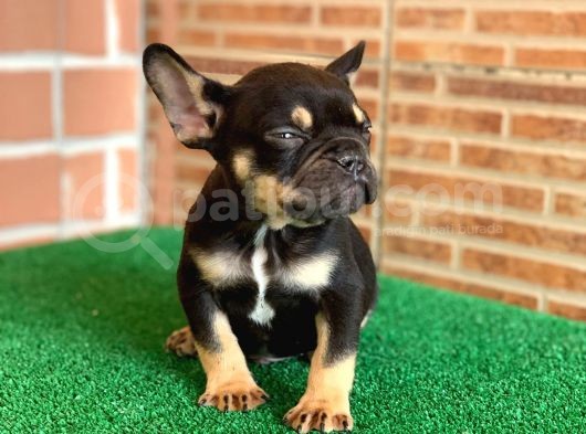 Safkan French Bulldog Black Tan Dişi Yavrumuz görsel