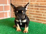 Safkan French Bulldog Black Tan Dişi Yavrumuz