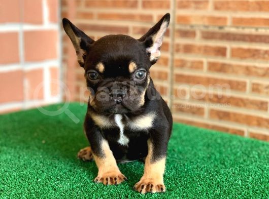 Safkan French Bulldog Black Tan Dişi Yavrumuz görsel