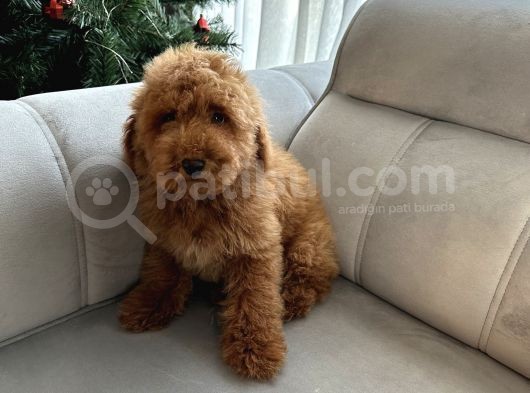 Red Brown Minatüt Poodle Yavrularımız A Kalite görsel
