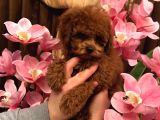 Anne Baba Kore 2 Kg Geçmeyecek Red Brown  Teddy Poodle
