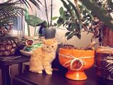 Yellow British shorthair