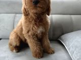 Özel Amerikan Gen Dev  Labradoodle Türkiye’de Tek Üreticisinden